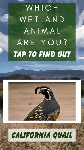 Many animals are found in and around Nevada's wetlands (like Rosewood Nature Study Area) and rely on them for support and resources. Which one did you get? 🦆🦅🐝 Do you kow a fact about your animal? Let us know below! ⬇️ And keep an eye out for info coming soon on our MLK Day #bioblitz happening in January. Sign-ups will open soon so save the date and come out and count some wetland animals with us! 🪶🗓️ Jan. 15, 2024! Thank you to local Jeff Bleam for some of the photos in this post! #Norther