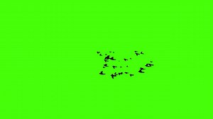 Silhouettes of flock of birds flying free on green screen chroma key background. Group of migratory swallows or starlings. Freedom concept. Animals wildlife, ornithology. Spring symbol. 4k animation. | Premium Stock Video Footage