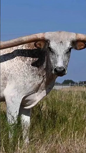 Minotaur Greece Documentary #history