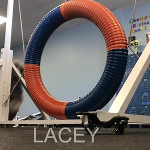 Training with friends. Saturday Agility. | Zoom Room Dog Training | Facebook