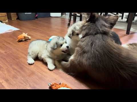 Alaskan Malamute Puppies gone wild
