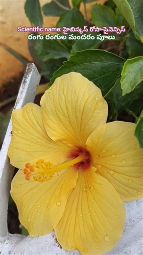 రంగు రంగుల మందరం పూలు #music #oldsongs #botany #science