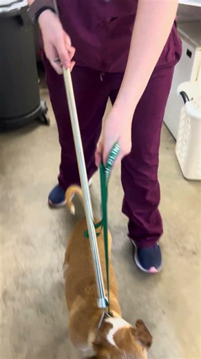 Restraint pole Emilysaeger241216E9Q8