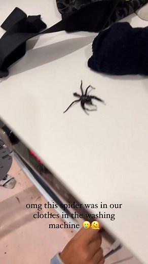 Cute Funnel Web Spider Encounter
