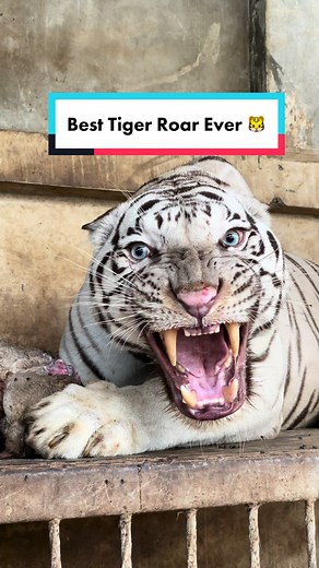 Best Tiger Roar Compilation | White Bengal Tiger Sounds