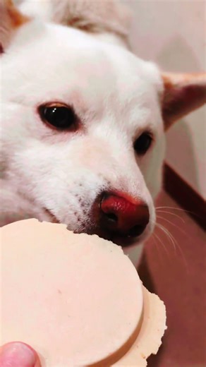 せんべいを食べる犬【白柴プップ】