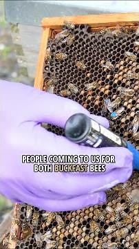Buy Queen Bees Online