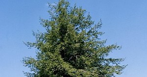 Tsuga canadensis - Eastern Hemlock
