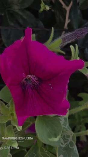 Samsung Galaxy S26 Ultra Camera Samples 📷 #shorts #shortsfeed #shortsviral