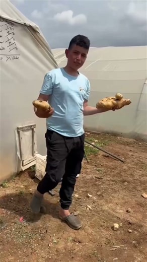 Cocoly granular water-soluble fertilizer has a significant effect on potatoes. #cocoly #potato