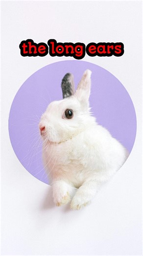 The Secret Power of Rabbit Ears! #shorts #facts