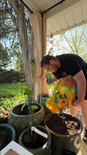 Add some potted fruit trees to your garden! 🍋🍊 They’re the perfect addition to any greenhouse or