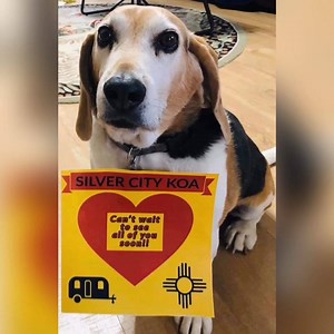 9.4K views · 220 reactions | Did you know that each of our KOA campgrounds are independently owned and operated small businesses? Well, they wanted to send their campers a little message and let you all know that they miss you and can't wait to see you! Tell us which KOA you can't wait to visit first! | Kampgrounds of America, Inc. | Facebook