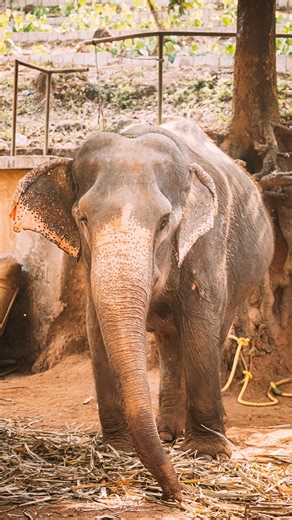 Selectour 🌍 on Instagram: "🌿 Yala National Park – Sri Lanka Spot incontournable pour voir des léopards, des éléphants et une faune rare. Entre jungle, lagunes et plages sauvages, c’est l’un des meilleurs safaris du sri lanka pour vivre la nature de près. #srilanka #yala #yalanationalpark #safari #leopard #elephant #faunesauvage #parcnaturel #voyagesrilanka #selectour #selectourvoyages"