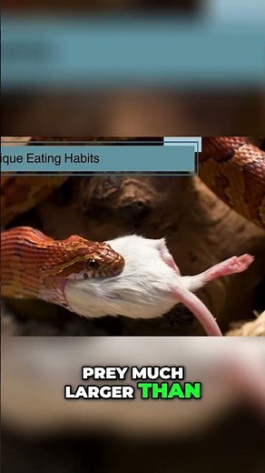 Snake Eating Habits: Unhinged Jaws & Powerful Digestion #shorts
