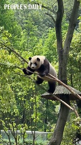 This is Ji Xiao, a tree disco-loving giant panda in Chengdu, southwest China's Sichuan. #giantpanda | People's Daily, China