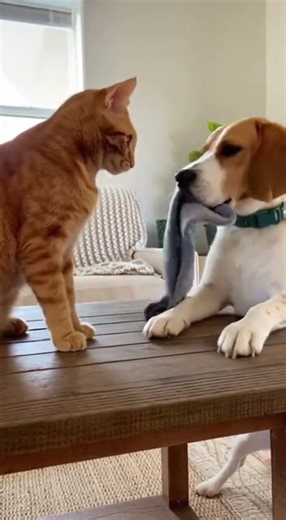 When the cat gives the dog the owner’s socks to sniff #funny #cat #pets #animals #puppy #dog