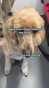 Are your dog's nails too long?? #shorts