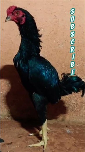 🖤Aseel Ko Shamo BLACK - Power Style Attitude ✨❤️‍🔥🔥