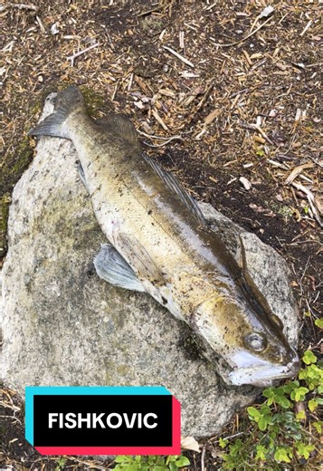 Swedish water! Caught some fish! #sweden #fish #pikeperch #nature #fireplace #swedishnature