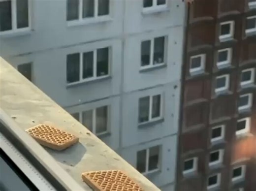 Notice how the white bird doesn’t know how to steal but the black bird does