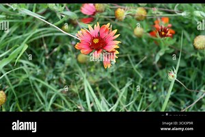 Indian Blanket flower blowing in the wind.