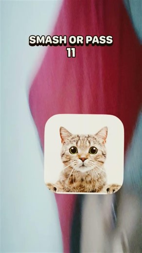 oii oi oi cat is the brst