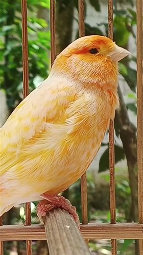 Relaxing melodious bird sounds #birds #soundbirds #relaxing #birdsounds #birdsong #canary #nature