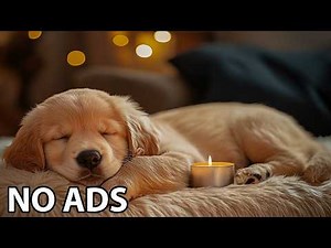 12 Hours Calming Music for Dogs 🎵 Relaxing Sleep Music for Dogs 🐶 Separation anxiety relief for Dog