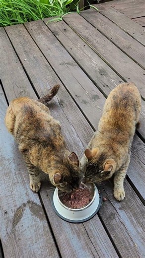 맛있게 통조림 먹는 엄마고양이와 아기고양이