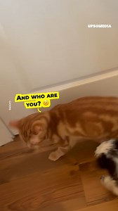 Patient kitty meets the rowdy new member of the house 🐶🙀 | The Kiwi