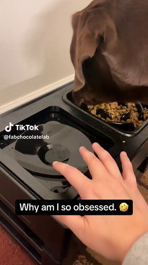 Adorable Chocolate Labrador Puppy Compilation