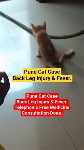 Cat Leg Injury ll #shortfeed #shortsfeed #shorts #cat #trending #viral #ytshorts #youtubeshorts #fyp