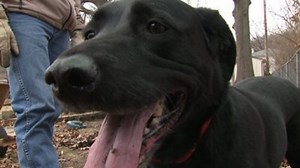 Mac the lab lauded for his heroic life-saving efforts