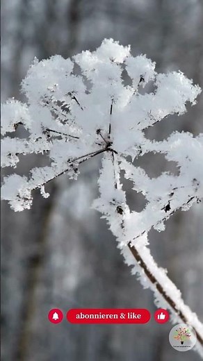 Planting despite frost? Yes – if you avoid this mistake - Garden expedition #naturalgarden #shorts