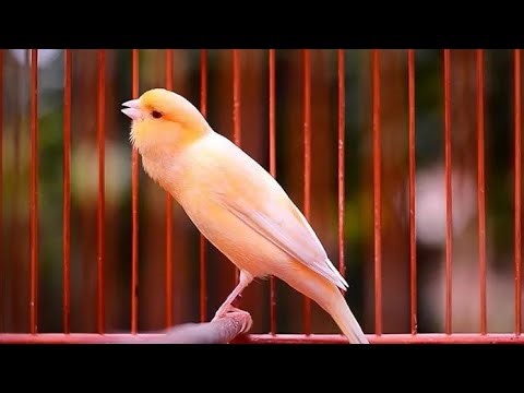 Most Beautiful Canary Bird Singing Song For Training Canaries