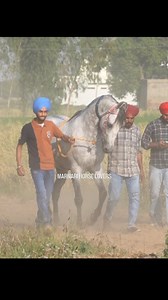 3.6K views · 89 reactions | @marwari_horse_lovers_ | Marwari Horse Lovers | Facebook