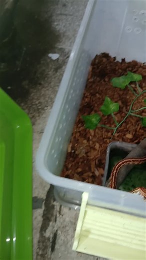 Andre Christanto | Corn snake feeding #snake #exoticpets #snakefeeding #cornsnake #pantherophisguttatus | Instagram