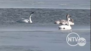 WATCH: Brian Gnuse NTV visited Johnson Lake and caught these Trumpeter Swans enjoying an afternoon on the water. www.nebraska.tv | NTV News