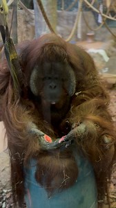We love an in-home spa day... and so does Max! Max uses chalk and water to paint his nails (and his windows, barrels, and anything else he thinks needs some sprucing up! 😉) | Racine Zoo