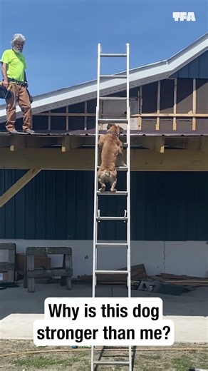 This dog is better on a ladder than I'll ever be. 😆 #pets #shorts #funny