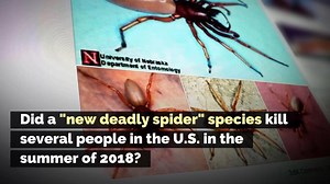 49K views · 410 reactions | No, despite a scare-mongering Facebook post, a "new deadly spider" species did not kill several people in the U.S. in the summer of 2018. Full Report: https://trib.al/8rvjJrL | snopes.com | Facebook