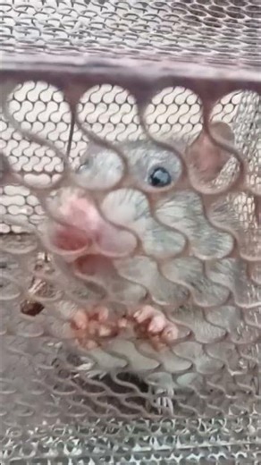 កណ្តុរយំ The mouse's crying in trap.