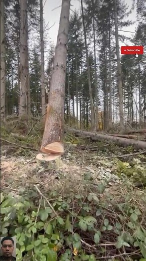 Massive Tree Falling in the Forest💯