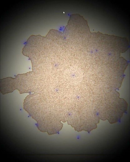 Morphogenesis in Genomeia #genomeia #gamedev #biology #simulation #evolution #microscope