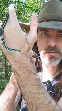 I love a good Ribbon snake! #subscribe #snake #reptiles #animals #wildlife #nature