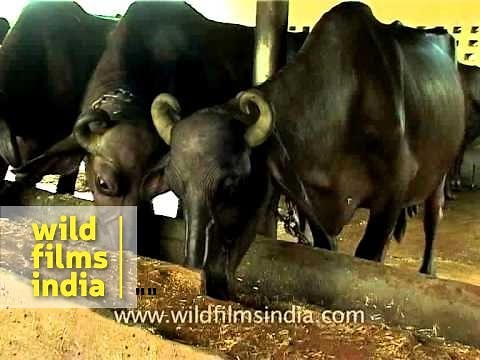 Buffalo dairy farm in Delhi, India