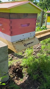 This video is a lot of information at once, so I would recommend saving it. I’ll also make shorter more specific videos on each component with my thoughts and experience about them. Things you NEED: Bees- I recommend a Nuc from your general geographic area. Get two if you can afford it and I’ll talk about why in another video. I would avoid buying a package. Most nucs only come with deep frames. That’s okay if you want to run mediums like me. I’ll show you how to convert those in a separate vide