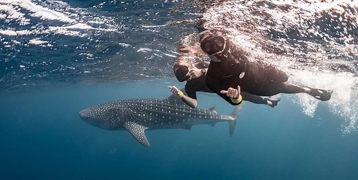 When to Swim with Whale Sharks on the Ningaloo