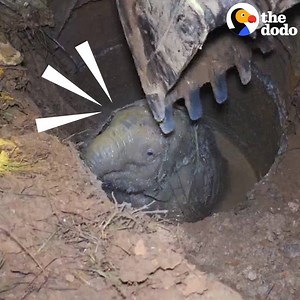 30M views · 1.1M reactions | This elephant mom wouldn't stop crying until rescuers figured out what she wanted ❤️️ | The Dodo | Facebook